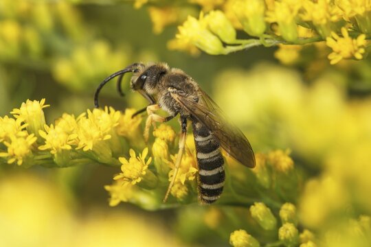 A yellow-banded furrow bee (Halictus scabiosae) sits on yellow flowers of Solidago canadensis (Solidago canadensis) and collects nectar, Baden-W&uuml;rttemberg, Germany