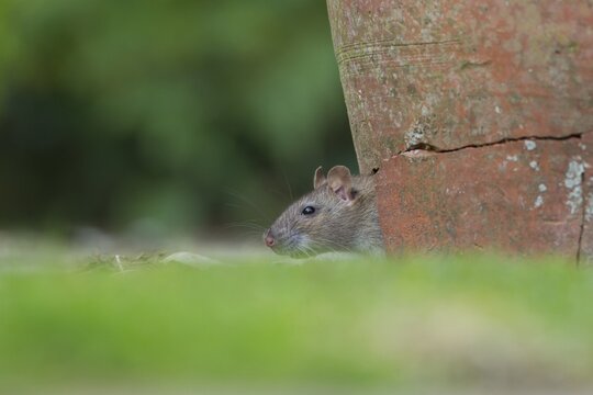 Brown rat (Rattus norvegicus) adult rodent animal looking out of a broken plant pot on a garden patio, England, United Kingdom