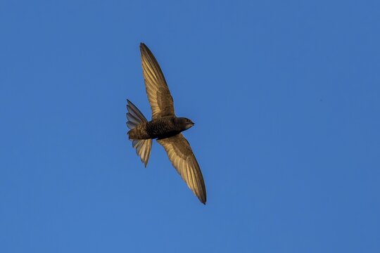 Swallow flying in a cloudless blue sky, Swift (Apus apus), wildlife, Germany