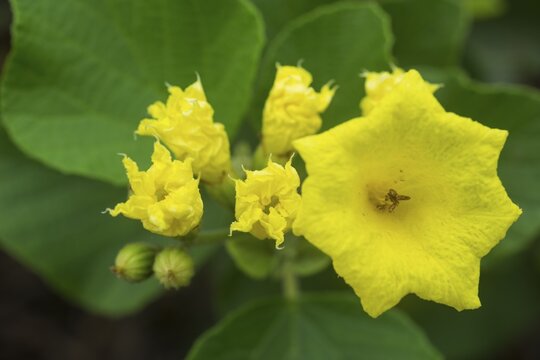 Yellow Geiger or Muyuyo (Cordia lutea), Isabela Island, Gal&aacute;pagos Islands, Ecuador