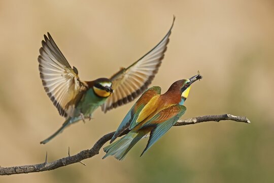 Bee-eater (Merops apiaster) sitting on a branch, wildlife, Rhineland-Palatinate, Germany