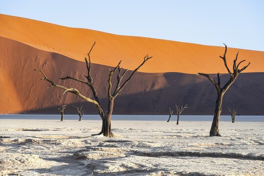 Dead camel thorn trees (Vachellia erioloba), red sand dunes, white salt pan, Dead Vlei, Sossusvlei, Namib Desert, Namib-Naukluft Park, Namibia