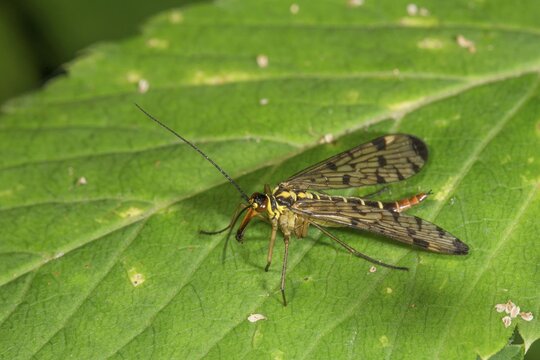 A female scorpion fly (Panorpa communis) with patterned wings on a green leaf, Baden-W&uuml;rttemberg, Germany