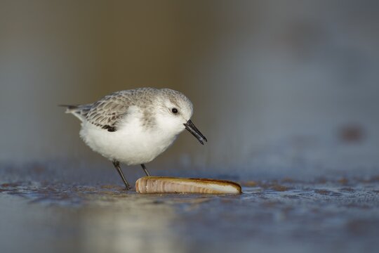 Sanderling (Calidris alba) adult bird in winter plumage on a beach feeding on a razorshell, Norfolk, England, United Kingdom