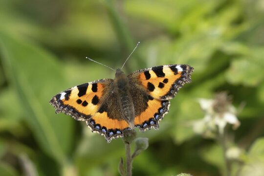 Small tortoiseshell butterfly (Aglais urticae) adult insect feeding on bramble plant flowers in summer, England, United Kingdom