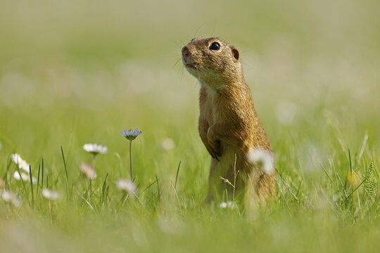 Gopher (Spermophilus citellus) in a flower meadow, wildlife, Burgenland, Austria