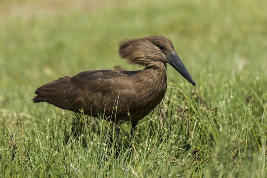 Hamerkop (Scopus umbretta), Kaokoland, Namibia