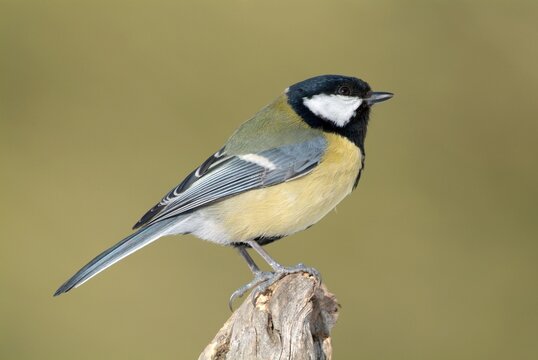 Great Tit (Parus major), Schwaz, Tyrol, Austria, Europe