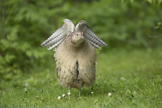Common pheasant (Phasianus colchicus) adult female bird stretching its wings on a garden grass lawn, Suffolk, England, United Kingdom