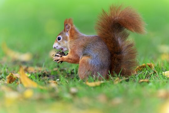 Squirrel in grass with nut surrounded by soft green background, squirrel (Sciurus vulgaris), wildlife, Germany