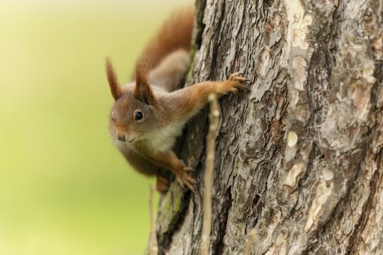 Eurasian red squirrel (Sciurus vulgaris) on a tree trunk, wildlife, Germany