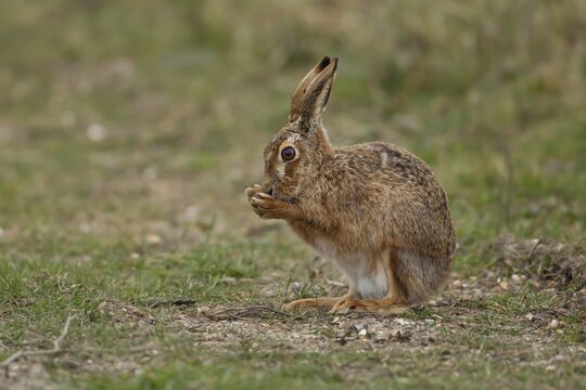 European brown hare (Lepus europaeus) adult animal washing its front feet in grassland, England, United Kingdom