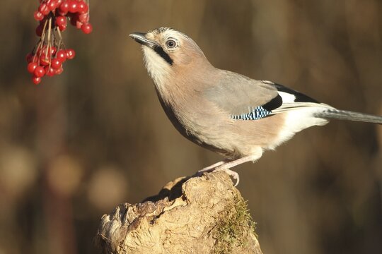 Eurasian jay (Garrulus glandarius) at winter feeding in the forest, Allg&auml;u, Bavaria, Germany, Allg&auml;u, Bavaria, Germany