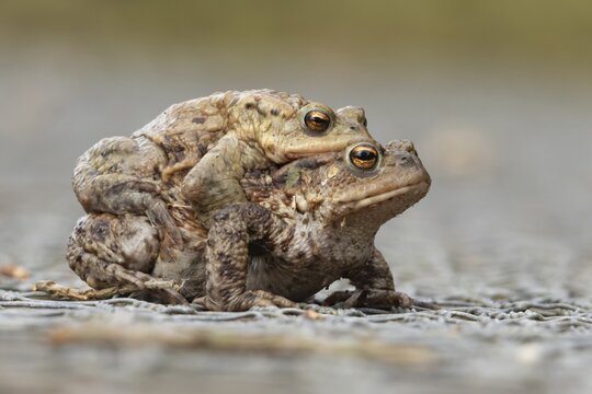 Common toad (Bufo bufo) two adult amphibians having sex mating on a path in spring, England, United Kingdom