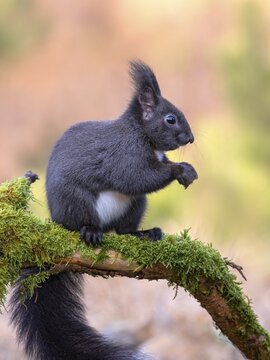 Eurasian red squirrel (Sciurus vulgaris), dark phase, sitting on a branch and eating, Tyrol, Austria