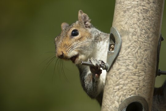 Grey squirrel (Sciurus carolinensis) adult animal on a garden bird feeder with sunflower seeds, England, United Kingdom