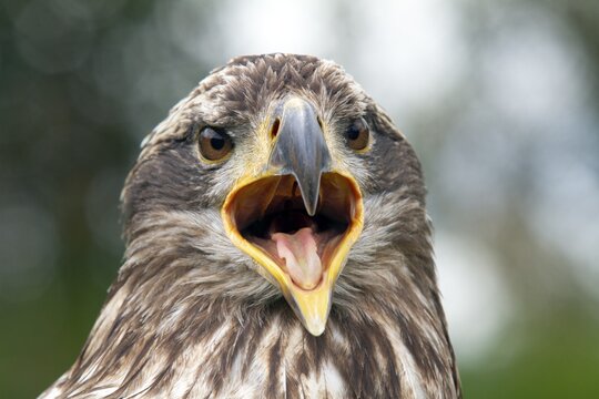 Black chested buzzard, Geranoaetus melanoleucus, Immature female perched on a tree, Open beak, Close-up, Imbabura province, Ecuador, South America