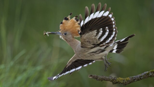 Hoopoe (Upupa epops) Bird of the Year 2022, with grasshopper as prey, take-off, flying, bridal gift, prey, foraging, interaction, landing on branch, erected canopy, sunrise, interaction, food transfer, climate change, Middle Elbe Biosphere Reserve, Saxony-Anhalt, Germany