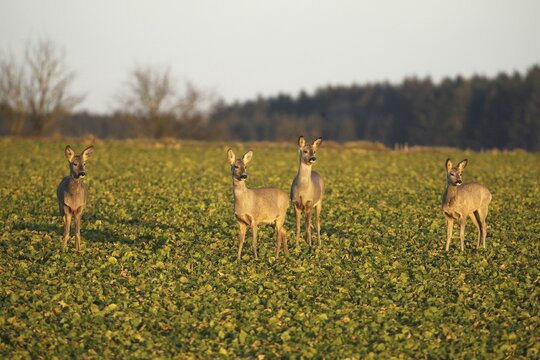 Roe deer (Capreolus capreolus) Field deer in spring in the field, Lower Austria, Austria, Lower Austria, Austria