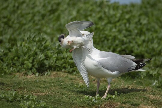 Herring gull (Larus argentatus) adult seagull bird carrying a Common tern (Sterna hirundo) juvenile bird in its beak for food, Farne islands, Northumberland, England, United Kingdom