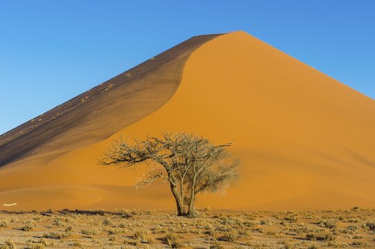 Camelthorn tree (Acacia erioloba) before the giant sanddune Dune 45, Namib-Naukluft National Park, Namibia