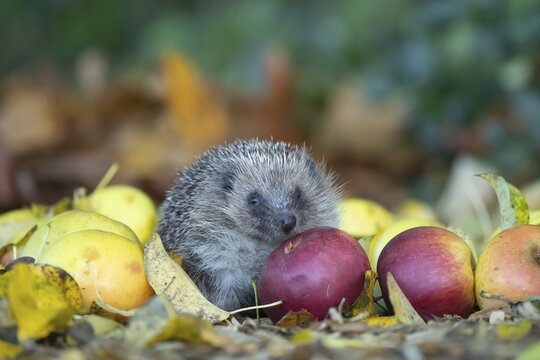 European hedgehog (Erinaceus europaeus) adult animal walking over fallen apples on a garden lawn in autumn, England, United Kingdom
