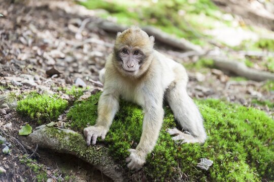 Barbary Macaque (Macaca sylvanus), young, native to Morocco, captive, Rhineland-Palatinate, Germany