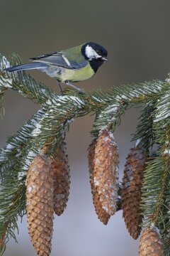 Great tit (Parus major) adult bird on a snow covered pine tree branch with pine cones, England, United Kingdom