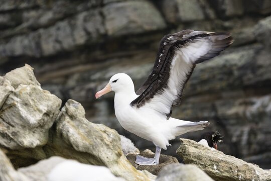 Black-browed Albatross (Diomedea melanophrys), Falkland Islands, Subantarctic