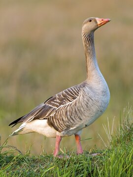 Greylag goose (Anser anser), Texel Island, Netherlands