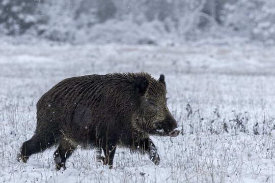 You almost get the impression that wild boar (Sus scrofa) can also run in their sleep, early winter, winter, snow, cold, intoxication, mating season, November, Denmark