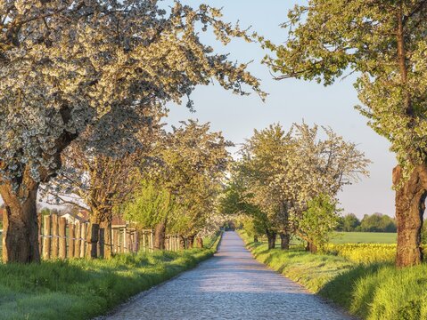 Country road with cobblestones through green fields lined with blooming cherry trees in the morning light, Allee near Querfurt, Saxony-Anhalt, Germany