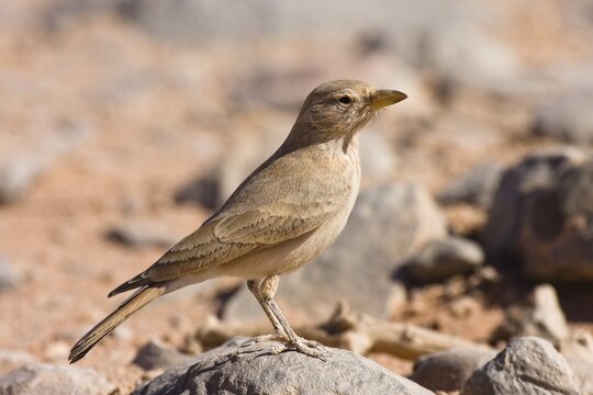 Desert Lark (Ammomanes deserti whitakeri), Libya, Sahara, North Africa, Africa