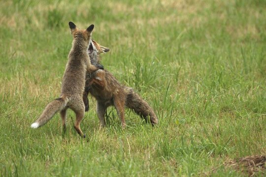 Red fox (Vulpes vulpes) male and weaned young playing on a mown meadow in light rain, Allg&auml;u, Bavaria, Germany, Allg&auml;u, Bavaria, Germany