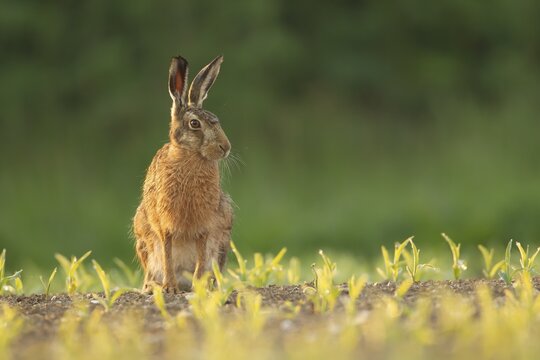 European brown hare (Lepus europaeus) adult animal in a farmland maize field crop in summer, England, United Kingdom