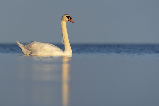 Mute swan (Cygnus olor), R&uuml;gen, Glowitz, Mecklenburg-Western Pomerania, Germany