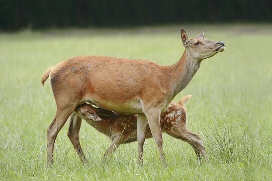 Red deer (Cervus elaphus), hind suckling calf, North Rhine-Westphalia, Germany