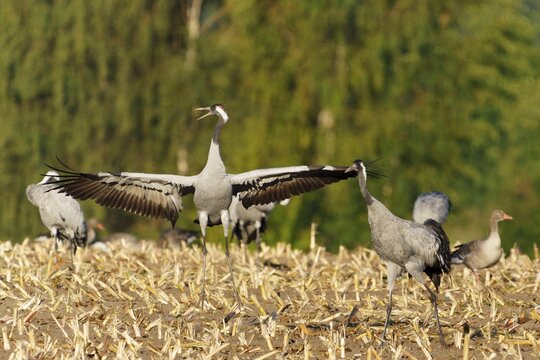 A crane in a field showing its wide-stretched wings, Crane (Grus grus) wildlife, Western Pomerania Lagoon Area National Park, Zingst, Mecklenburg-Western Pomerania, Germany