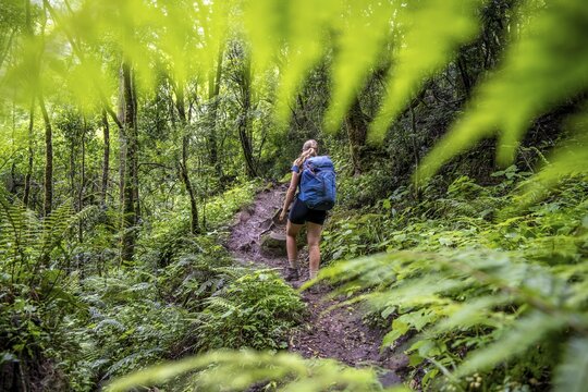 Tourist hiking through pristine mountain forest, Ukhahlamba-Drakensberg Park, KwaZulu-Natal, Drakensberg Mountains, South Africa