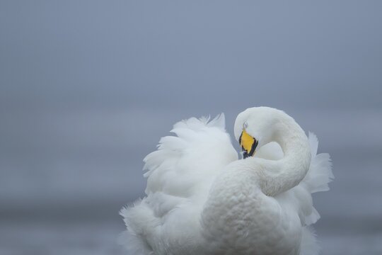 Whooper swan (Cygnus cygnus) adult bird preening its neck feathers, England, United Kingdom