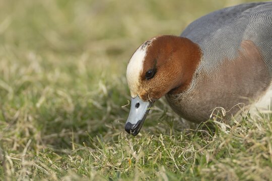 Eurasian wigeon (Mareca penelope) duck adult male bird feeding on grassland, England, United Kingdom