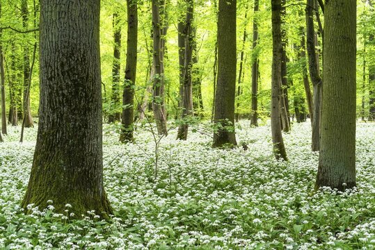 Bright forest with deciduous trees and white flowering wild garlic (Allium ursinum) . No sky. Rhine-Neckar district, Baden-W&uuml;rttemberg, Germany