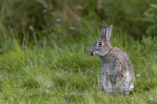 The wild rabbit (Oryctolagus cuniculus) seems to be particularly fond of this one blade of grass, selectively, Germany