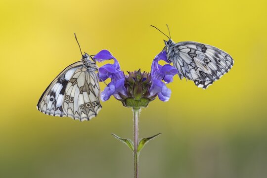 Checkerspot butterfly (Melanargia galathea) on Large Self-heal (Prunella grandiflora), Bad M&uuml;nstereifel, North Rhine-Westphalia, Germany