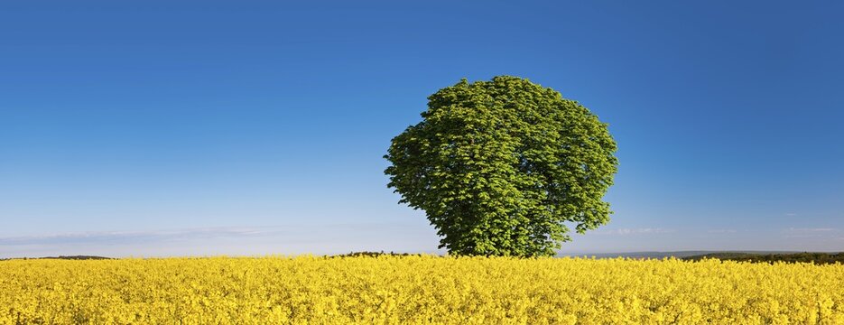 Panorama, Horse chestnut (Aesculus) in flowering rape field under blue sky in spring, Burgenlandkreis, Saxony-Anhalt, Germany