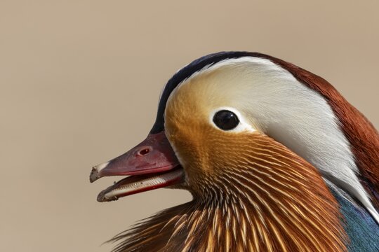 Mandarin duck (Aix galericulata) adult male bird calling or quacking, England, United Kingdom