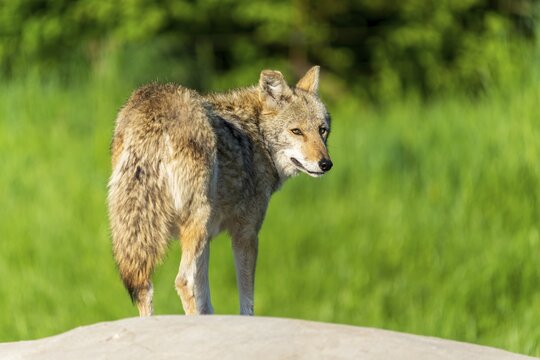A coyote turns and looks over its shoulder while standing on a rock, Coyote, coyote (Canis latrans), France