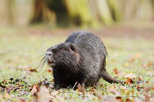 Nutria or swamp beaver (Myocastor coypus) on the shore, North Rhine-Westphalia, Germany, neozoon in Europe