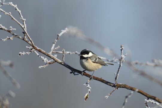 Coal tit (Periparus ater) adult garden bird on a frost covered tree branch in winter, Suffolk, England, United Kingdom