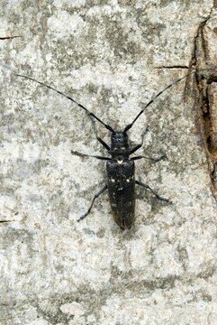 Longhorn beetle species (Monochamus sartor), female, Schwaz, Tyrol, Austria, Europe